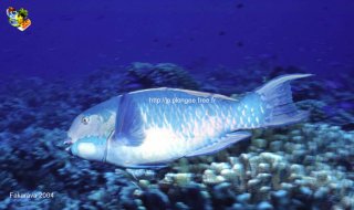 web-fakarava-2004-ssm-0051
