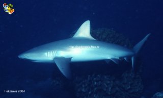 web-fakarava-2004-ssm-0026