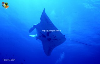web-fakarava-2004-ssm-0136