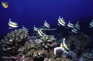 web-fakarava-2004-ssm-0018