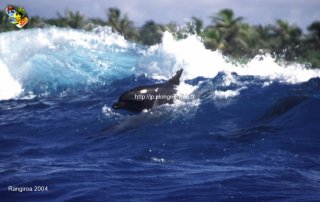 Tuamotu
