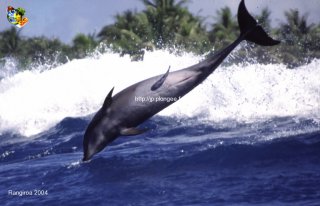 Tuamotu