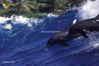 Tuamotu