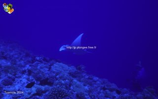 web-nat-tuamotu-2004-ssm-0040